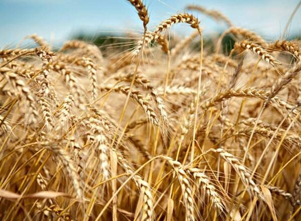 5 newest improved varieties of wheat