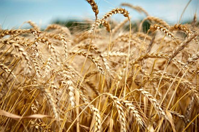 5 newest improved varieties of wheat